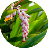 ゲットウ葉エキス